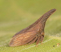 Wide-footed treehopper (Enchenopa latipes) resting on leaf, portrait, Pennsylvania, USA. August.