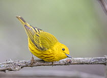 Yellow warbler (Setophaga petechia) male, perched on branch, Magee Marsh Wildlife Area, Ohio, USA. May.