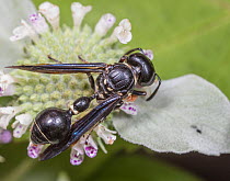 Hunting wasp (Zethus spinipes) resting on Mountain mint (Pycnanthemum sp.) flower, Four Mills Nature Preserve, Pennsylvania, USA. August.