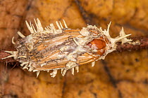 Parasitic fungus (Akanthomyces aculeatus) covering a moth (Lepidoptera), Pennsylvania, USA. September.