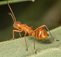 Ant bug (Alydus eurinus) nymph, resting on leaf, Bucks County, Pennsylvania, USA. August.