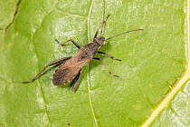 Ant bug (Alydus eurinus) resting on leaf, Bucks County, Pennsylvania, USA. August.