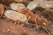 Ant (Vollenhovia emeryi) tending to larvae in nest, Montgomery County, Pennsylvania, USA. June.