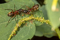Two Ferruginous carpenter ants (Camponotus chromaiodes) on a Common jewelweed leaf (Impatiens capensis) sharing food with Aphids (Aphididae) they are tending, Bucks County, Pennsylvania, USA. Septembe...