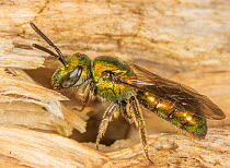 Pure gold-green sweat bee (Augochlora pura) hibernating inside a log, Pennsylvania, USA. April.