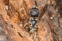Bald-face hornet (Dolichovespula maculata) drinking fermented sap (alcohol flux) from tree bark, Montgomery County, Pennsylvania, USA. September.