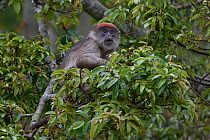 Ugandan red colobus (Piliocolobus tephrosceles) with mouth open sitting in tree, Uganda.