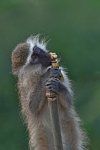 Vervet monkey (Chlorocebus pygerythrus) chewing on water tap, Uganda.