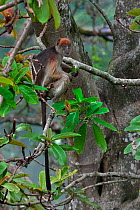 Ugandan red colobus (Piliocolobus tephrosceles) sitting high up in tree top, Uganda.