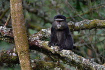 Blue monkey (Cercopithecus mitis albogularis) sitting on tree branch, Uganda.