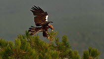 Eastern imperial eagle (Aquila heliaca) landing in treetop, Spain. October.