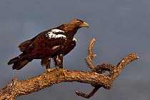 Eastern imperial eagle (Aquila heliaca) perched on branch, Spain. October.