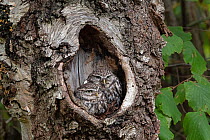 Little owls (Athene noctua) pair resting in tree hole, Hampshire, UK. Captive, controlled conditions.