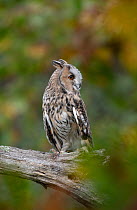 Long eared owl (Asio otus) perched on branch, Hampshire, UK. October. Captive, controlled conditions.