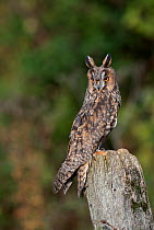 Long eared owl (Asio otus) perched on wooden post, Hampshire, UK. October. Captive, controlled conditions.