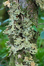 Lungwort lichen (Lobaria pulmonaria) growing on tree trunk, The Dizzard, Cornwall, UK. October.