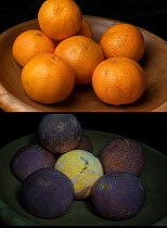 Satsumas (Citrus unshiu) in natural light (top) and showing mould fluorescing in UV light (bottom).
