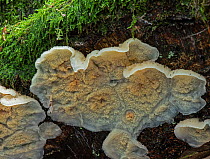 Wrinkled crust fungus (Phlebia rufa) growing on rotting log, Sussex, UK. November.