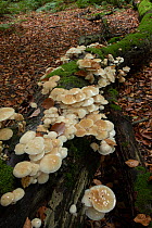 Porcelain fungus (Oudemansiella mucida) growing on fallen tree in autumnal woodland, Surrey, UK. October.
