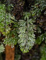 Tunbridge filmy fern (Hymenophyllum tunbrigense) foliage, Golitha Falls, Cornwall, UK. March.