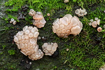 Beech jellydisc fungus (Neobulgaria pura) growing on moss-covered log, Surrey, UK. October.
