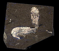 Shrimp (Carpopenaeus callirostris) fossil in sub-oolitic limestone from Upper Cretaceous period,  fluorescing in UV light, Hadjoula, Lebanon.