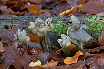 White saddle fungus (Helvella crispa) growing in damp leaf litter in autumn,  Surrey, UK. November.