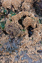 Honeycomb worm (Sabellaria alveolata) on beach at low tide, North Cornwall, UK. November.