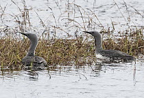 Red-throated diver (Gavia stellata) pair  investigating potential nesting site, Kongsfjordfjellet, Finmark, Norway.
