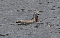 Red-throated diver (Gavia stellata)  pair displaying, swimming together on lake, Kongsfjordfjellet, Finmark, Norway.