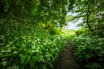 Ramsons (Allium ursinum) growing in abundance along footpath through ancient broadleaved woodland leading to open gate and   field beyond, Blackmore Vale, Dorset, England, UK. May.