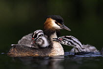 Great crested grebe (Podiceps cristatus) on water with two chicks, carrying one on its back, Valkenhorst nature reserve, Valkenswaard, The Netherlands. June.