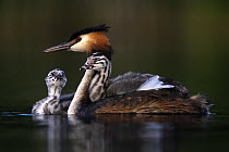 Great crested grebe (Podiceps cristatus) on water with two chicks, carrying one on its back, Valkenhorst nature reserve, Valkenswaard, The Netherlands. June.