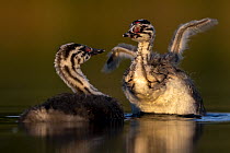 Two Great crested grebe (Podiceps cristatus) chicks on water, with one stretching wings, in early morning light, Valkenhorst nature reserve, Valkenswaard, The Netherlands. June.