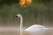 Mute swan (Cygnus olor) on water drinking in early morning light, Valkenhorst nature reserve, Valkenswaard, The Netherlands. June.