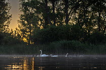 Mute swans (Cygnus olor) pair with chicks on water in early morning light, Valkenhorst nature reserve, Valkenswaard, The Netherlands. June.