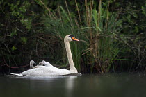 Mute swan (Cygnus olor) on water carrying three chicks on back, Valkenhorst Nature Reserve, The Netherlands, Europe. May.