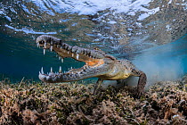 American crocodile (Crocodylus acutus) swimming over shallow Seagrass (Alismatales) meadow with mouth open, Gardens of the Queen National Park, Cuba, Caribbean Sea.