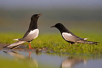White-winged tern (Chlidonias leucopterus) pair, courtship display, male presenting female with nuptial gift, Biebrza National Park, Poland. May.