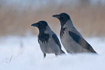 Two Hooded crows (Corvus cornix) standing in snow, Poland. January.