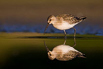 Curlew sandpiper (Calidris ferruginea) wading in shallow water, Poland. August.