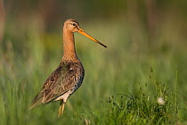 Black-tailed godwit (Limosa limosa) standing in grass, Biebrza National Park, Poland. April.