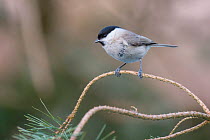 Marsh tit (Poecile palustris) perched on branch, Poland. February.