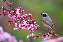 Common redstart (Phoenicurus phoenicurus) perched on branch among pink blossom, Poland. April.