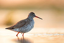 Common redshank (Tringa totanus) foraging in shallow waters at breeding ground, Biebrza National Park, Poland. May.