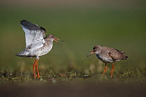 Common redshank (Tringa totanus) pair, courtship display, male singing and flapping wings, female on the right, in breeding plumage, Biebrza National Park, Poland. May.