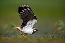 Northern lapwing (Vanellus vanellus) in flight, Biebrza National Park, Poland. May.