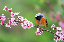Common redstart (Phoenicurus phoenicurus) male, perched on branch among pink blossom, Wroclaw, Lower Silesia, Poland. April.