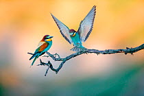 European bee-eaters (Merops apiaster) pair, courtship display, Bystrzyca Valley Landscape Park, Lower Silesia, Poland.