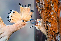 Eurasian hoopoe (Upupa epops) hovering at entrance to nesthole, feeding chick, Wroclaw, Lower Silesia, Poland. June.